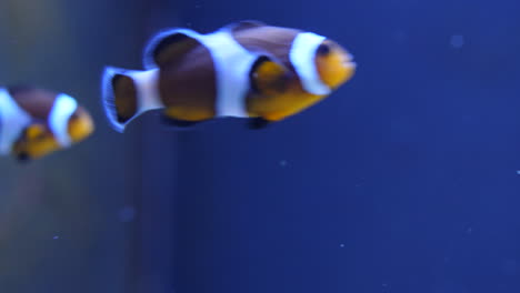 Makro-Clownfisch-Schuss,-Der-Aus-Dem-Blauen-Hintergrund-Des-Rahmens-Schwimmt
